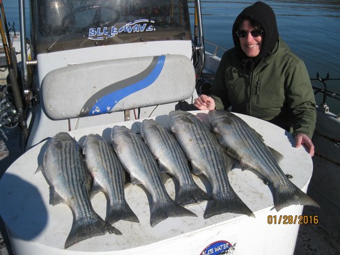 Nice Striped Bass